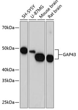 Western blot - GAP43 antibody (A19055)