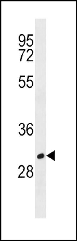 Western blot analysis in HL-60 cell line lysates (35ug/lane).