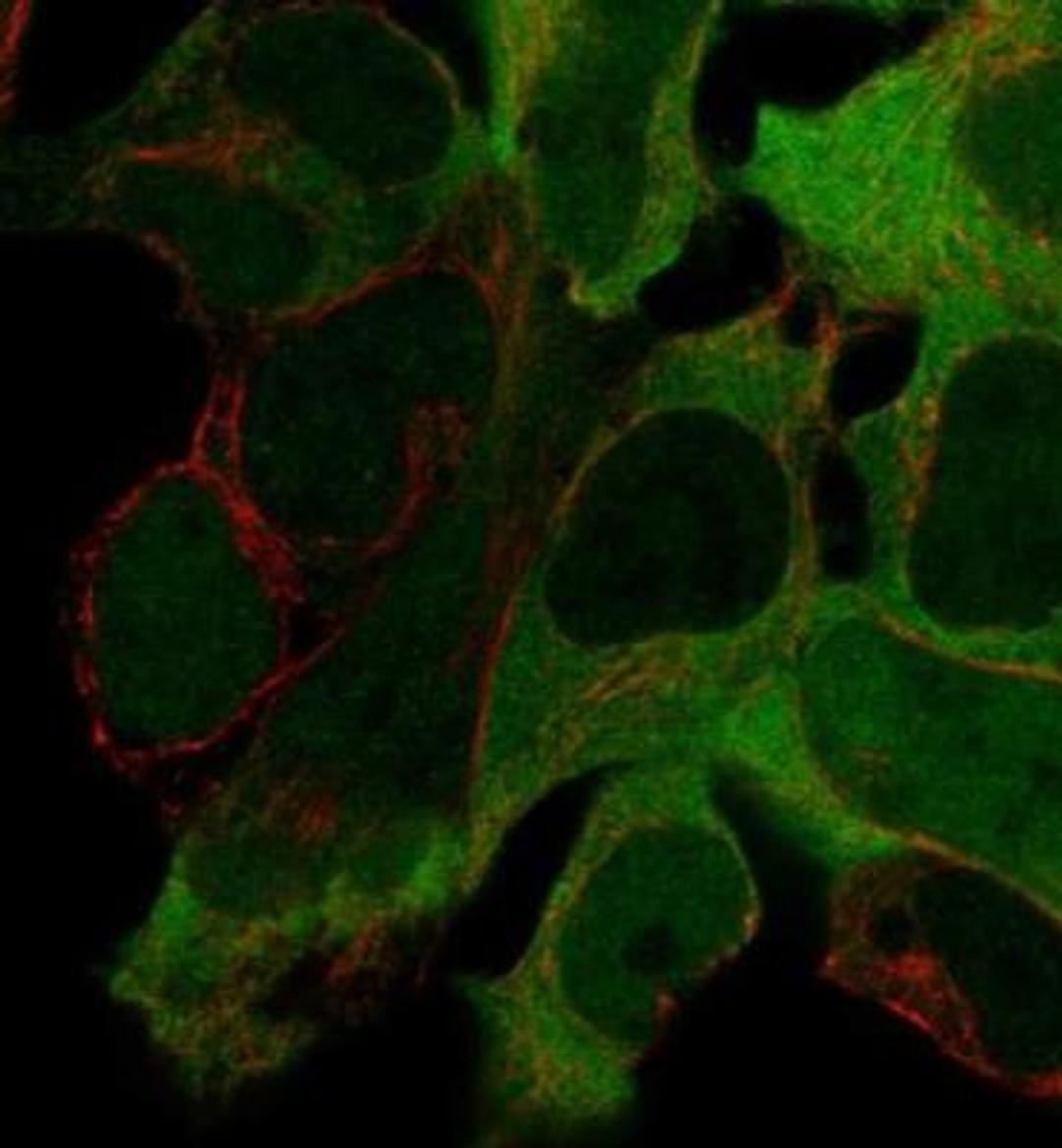 Immunocytochemistry/Immunofluorescence: Creatine Kinase B Antibody [NBP1-84460] - Staining of human cell line HEK 293 shows positivity in cytoplasm. Antibody staining is shown in green.