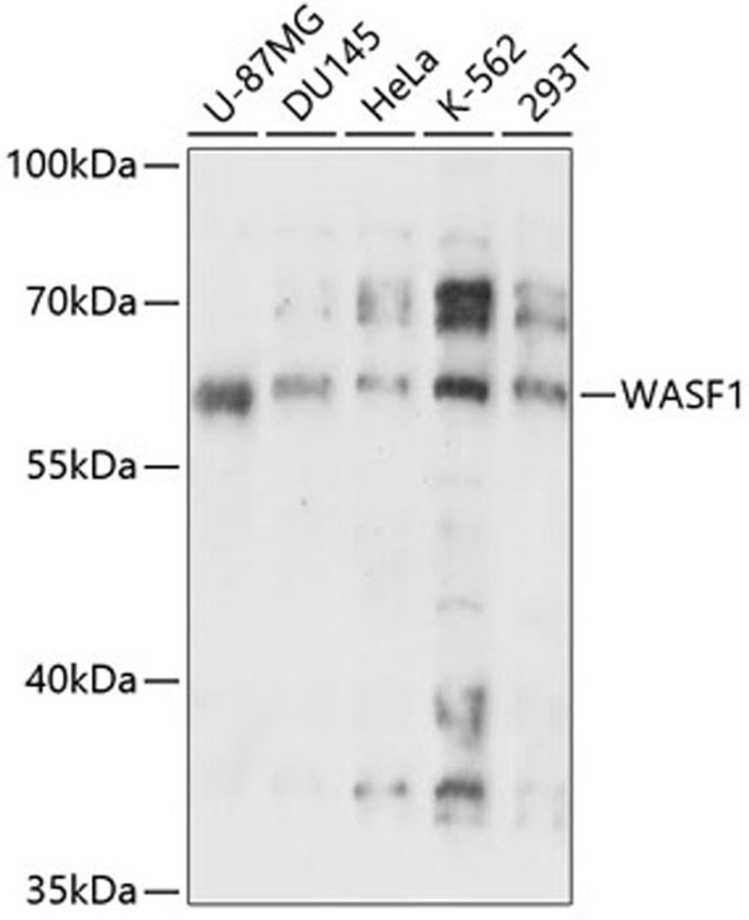 Western blot - WASF1 antibody (A14624)