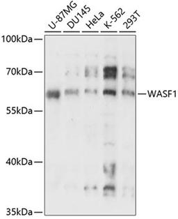 Western blot - WASF1 antibody (A14624)