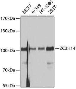 Western blot - ZC3H14 antibody (A10364)