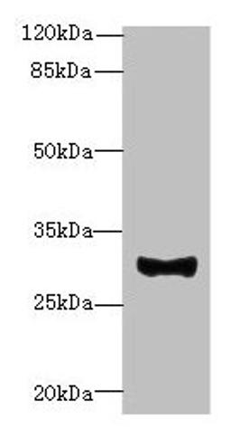 Western blot. All lanes: TMEM41A antibody at 0.5µg/ml + Mouse liver tissue. Secondary. Goat polyclonal to rabbit IgG at 1/10000 dilution. Predicted band size: 30 kDa. Observed band size: 30 kDa