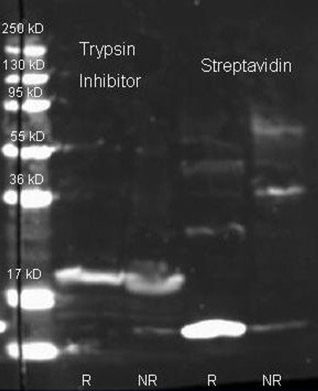 Western blot analysis of Trypsin Inhibitor reduced (Lane1), Trypsin Inhibitor non-reduced (Lane2), Streptavidin reduced (Lane3), Streptavidin non-reduced (Lane3), Load: ~1ug per lane using Streptavidin antibody (Biotin)