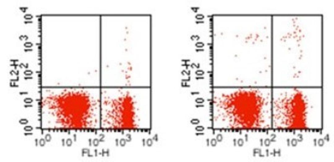 Flow Cytometry: Siglec-H Antibody (23M14A10) [NBP2-27061] - Analysis using the PE conjugate of NBP2-27061. Staining of freshly isolated Balb C mouse splenocytes with B220 (clone RA3-6B2) Alexa Fluor 488 antibody and with Rat IgG2a PE (isotype control, left) or anti-mouse Siglec H PE antibody (Clone: 23M14A10, right).