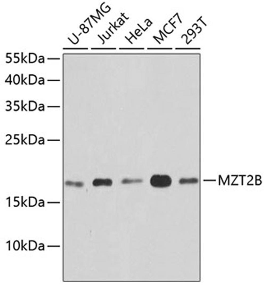 Western blot - MZT2B antibody (A9984)