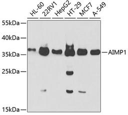 Western blot - AIMP1 Antibody (A5301)