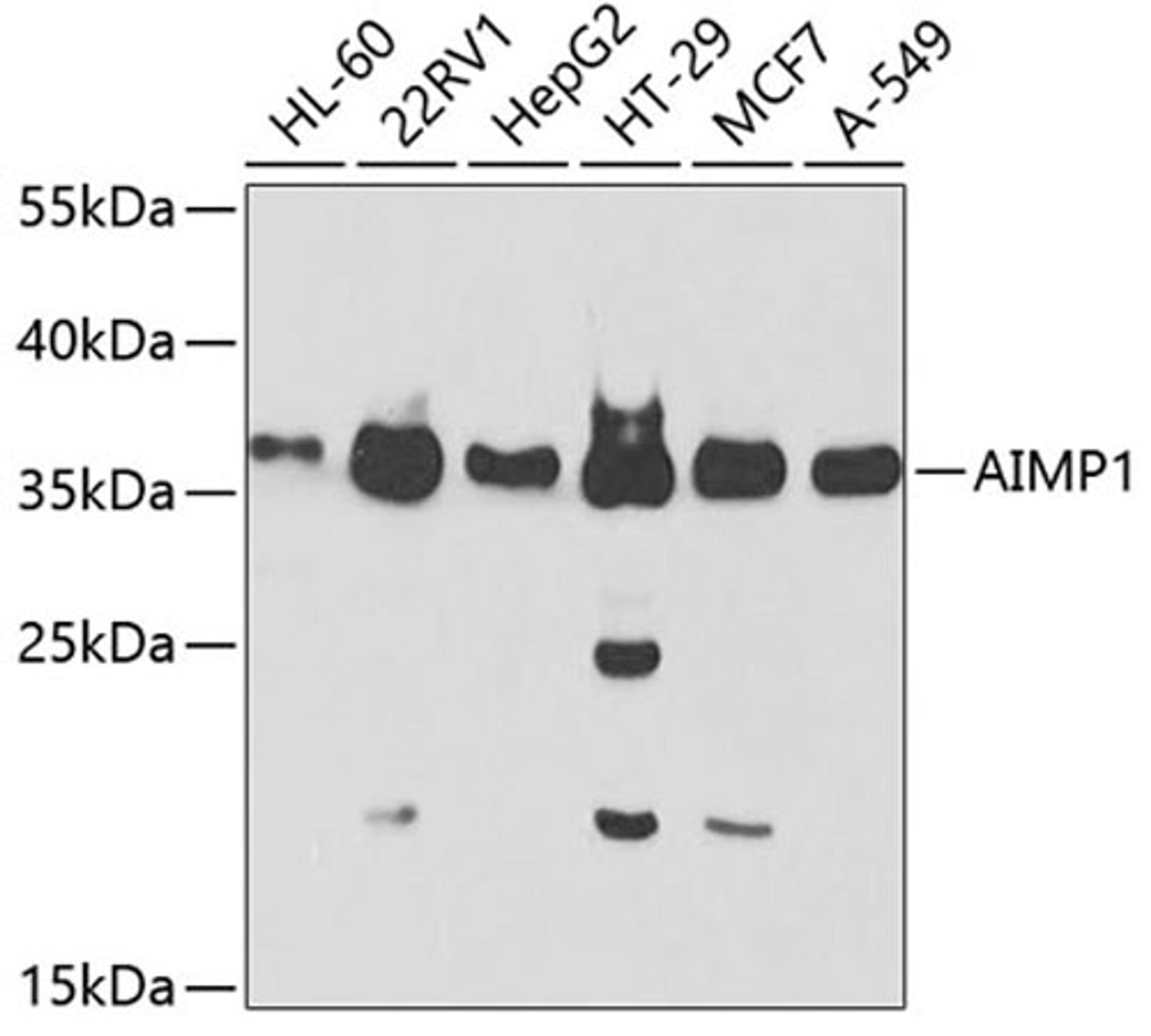 Western blot - AIMP1 Antibody (A5301)