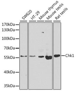 Western blot - Chk1 antibody (A7653)