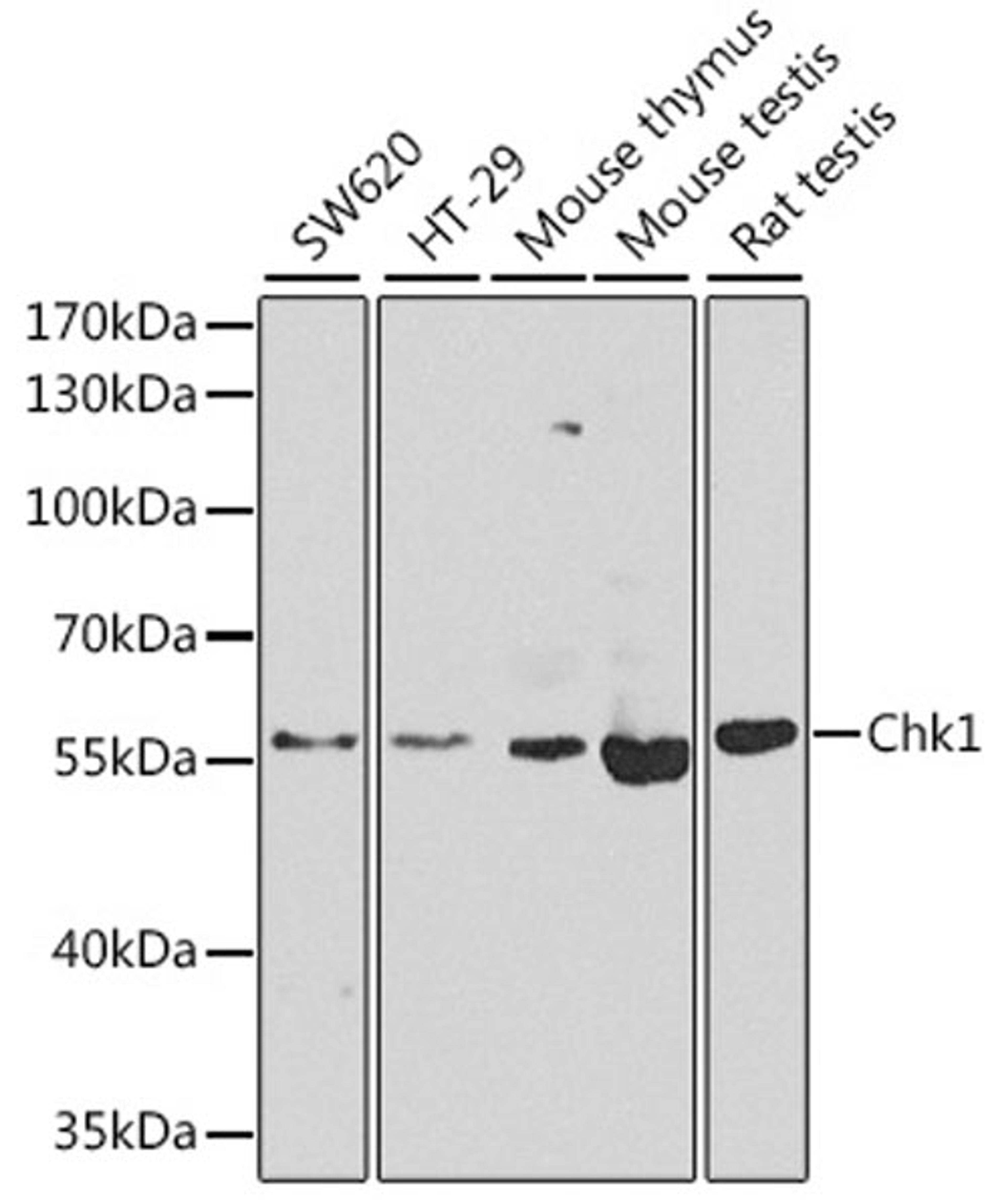 Western blot - Chk1 antibody (A7653)