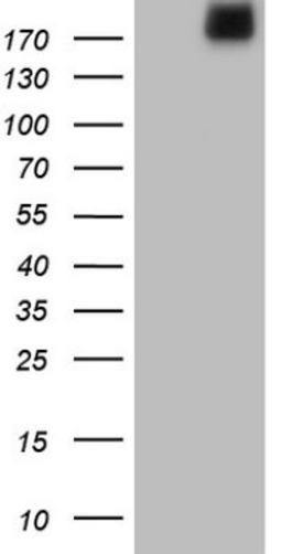 Western Blot: Laminin alpha 4 Antibody (5G8) [NBP2-45582] - Analysis of HEK293T cells were transiently transfected with the pCMV6-ENTRY control (Left lane) or pCMV6-ENTRY Laminin alpha 4.