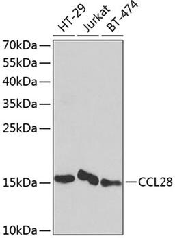 Western blot - CCL28 antibody (A2596)