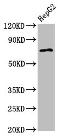 Western Blot. Positive WB detected in: HepG2 whole cell lysate. All lanes: AGPS antibody at 2.7µg/ml. Secondary. Goat polyclonal to rabbit IgG at 1/50000 dilution. Predicted band size: 73 kDa. Observed band size: 73 kDa