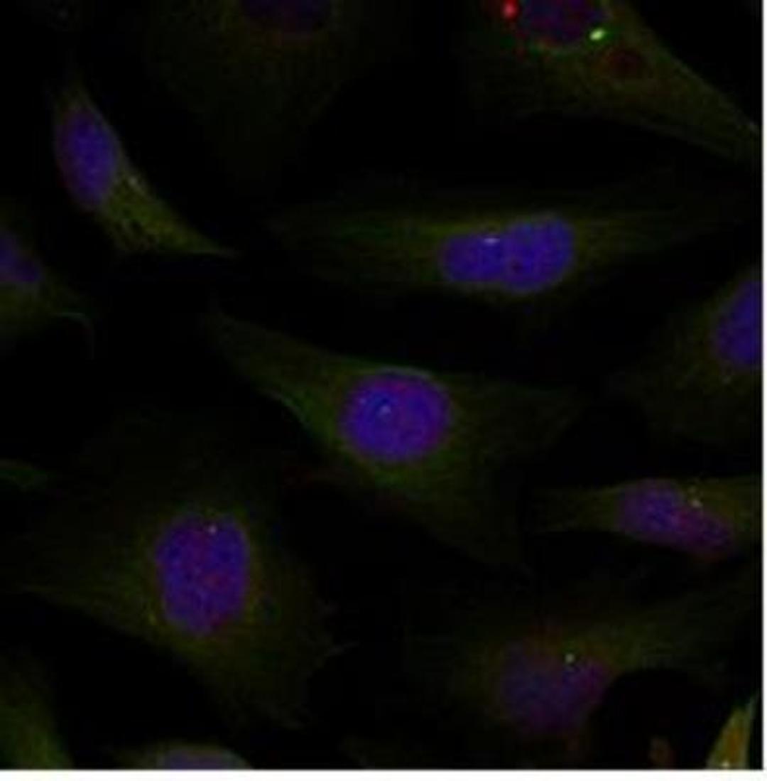 Immunocytochemistry/Immunofluorescence: HDAC4+5+9 Antibody [NBP1-04967] - Staining of methanol-fixed Hela cells.