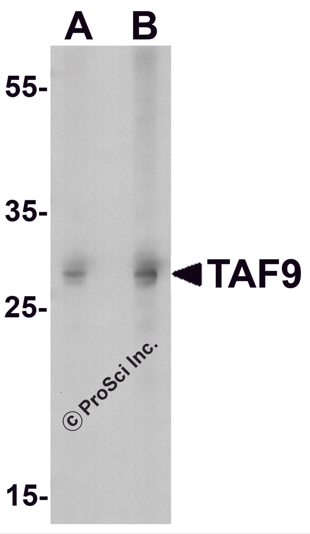 Western blot analysis of TAF9 in HepG2 cell lysate with TAF9 antibody at (A) 1 and (B) 2μg/ml.