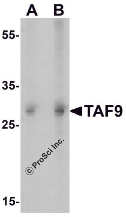 Western blot analysis of TAF9 in HepG2 cell lysate with TAF9 antibody at (A) 1 and (B) 2μg/ml.