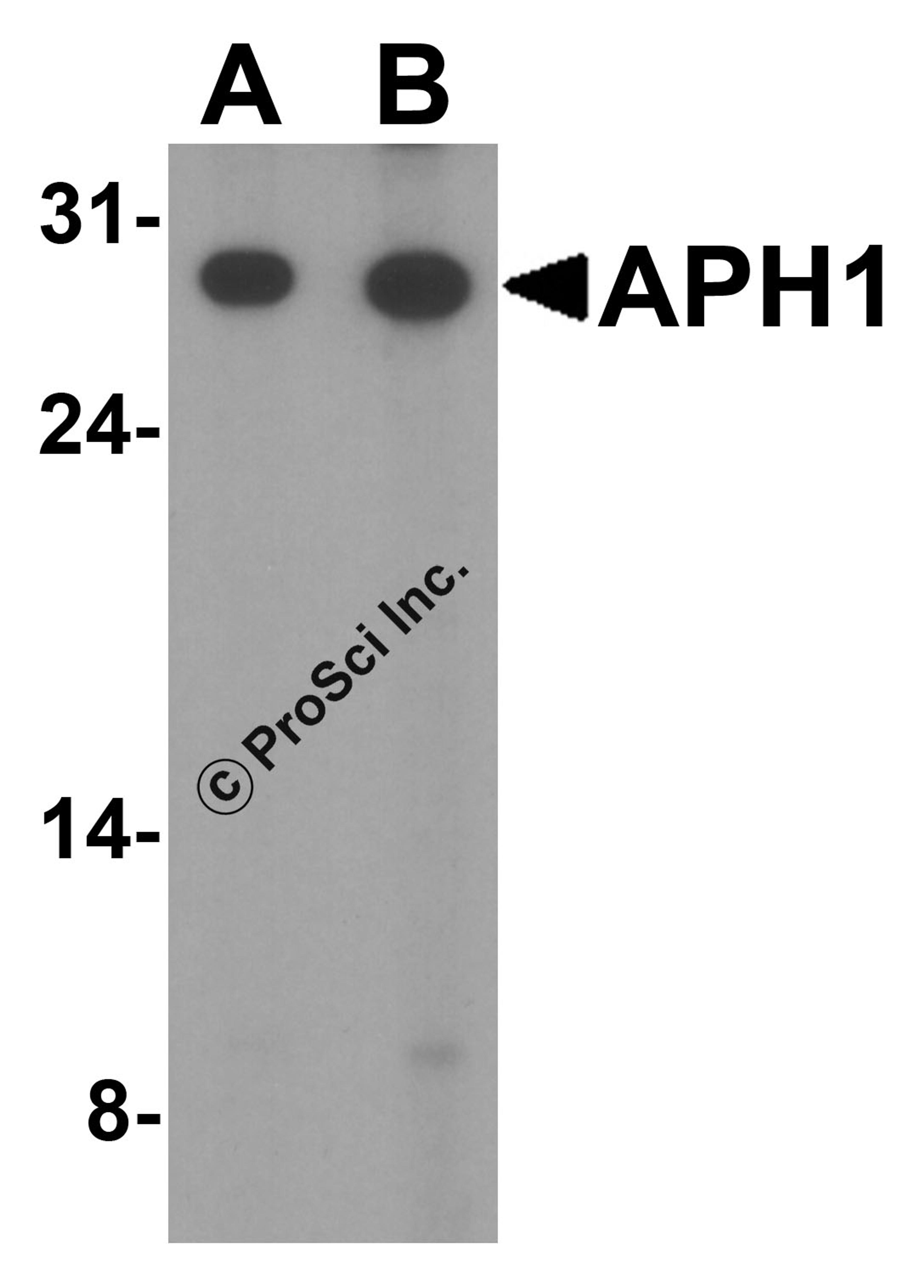 Western blot analysis of APH1 in RAW264.7 cell lysate with APH1 antibody at (A) 1 and (B) 2 μg/mL.