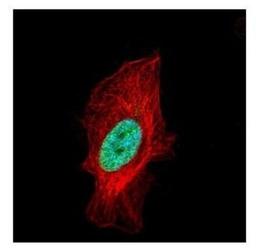 Immunocytochemistry/Immunofluorescence: Histone H1.2 Antibody [NBP2-16845] - Confocal immunofluorescence analysis of paraformaldehyde-fixed HeLa, using Histone H1. 2 antibody (Green) at 1:500 dilution. Alpha-tubulin filaments are labeled with Alpha-tubulin antibody (Red) at 1:2000.