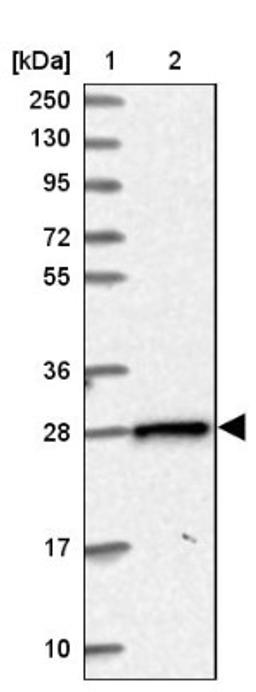 Western Blot: PGRMC2 Antibody [NBP2-13753] - Lane 1: Marker [kDa] 250, 130, 95, 72, 55, 36, 28, 17, 10<br/>Lane 2: Human cell line RT-4