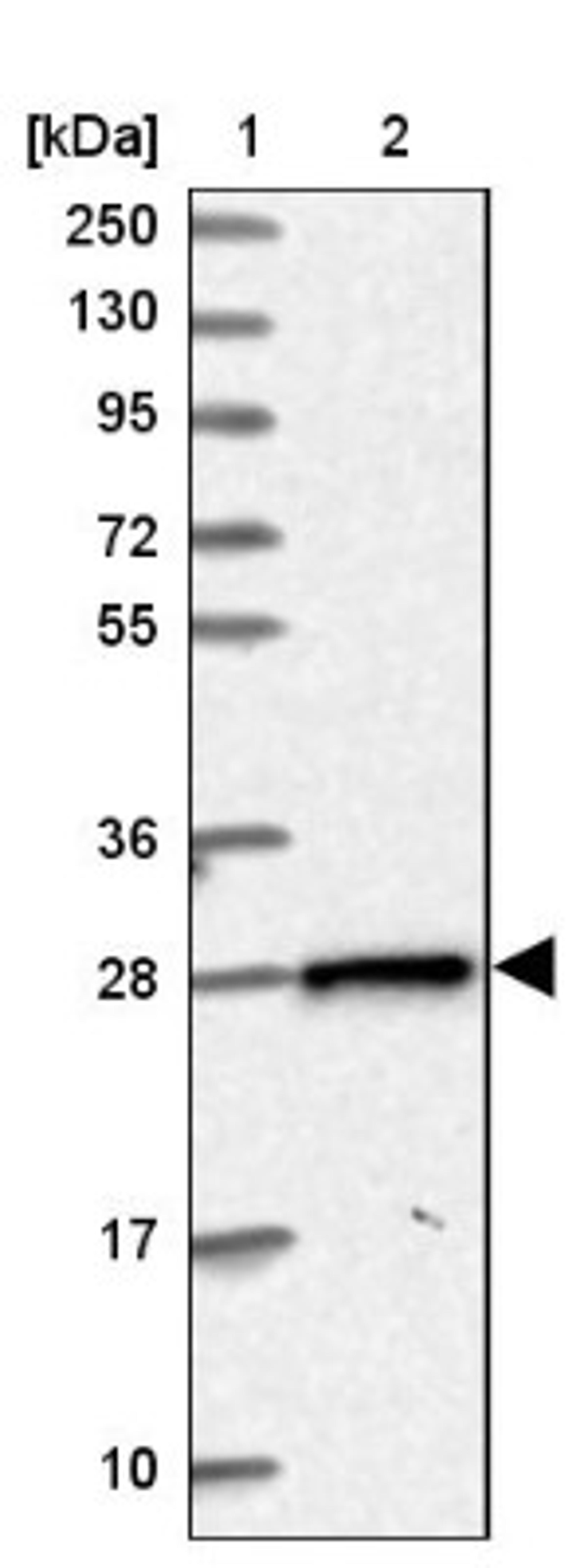 Western Blot: PGRMC2 Antibody [NBP2-13753] - Lane 1: Marker [kDa] 250, 130, 95, 72, 55, 36, 28, 17, 10<br/>Lane 2: Human cell line RT-4