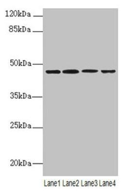 Western blot. All lanes: NAPEPLD antibody at 6µg/ml. Lane 1: Mouse large intestine tissue. Lane 2: Mouse kidney tissue. Lane 3: Mouse stomach tissue. Lane 4: MCF-7 whole cell lysate. Secondary. Goat polyclonal to rabbit IgG at 1/10000 dilution. Predicted band size: 46 kDa. Observed band size: 46 kDa