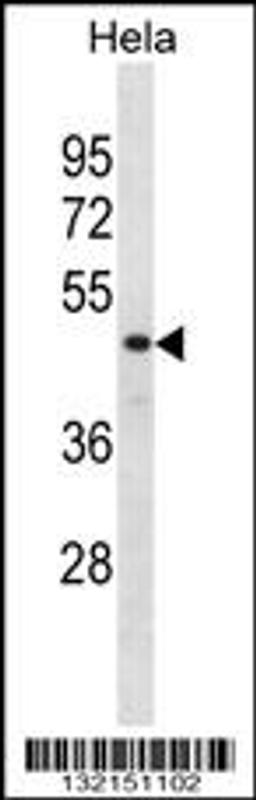 Western blot analysis in Hela cell line lysates (35ug/lane).