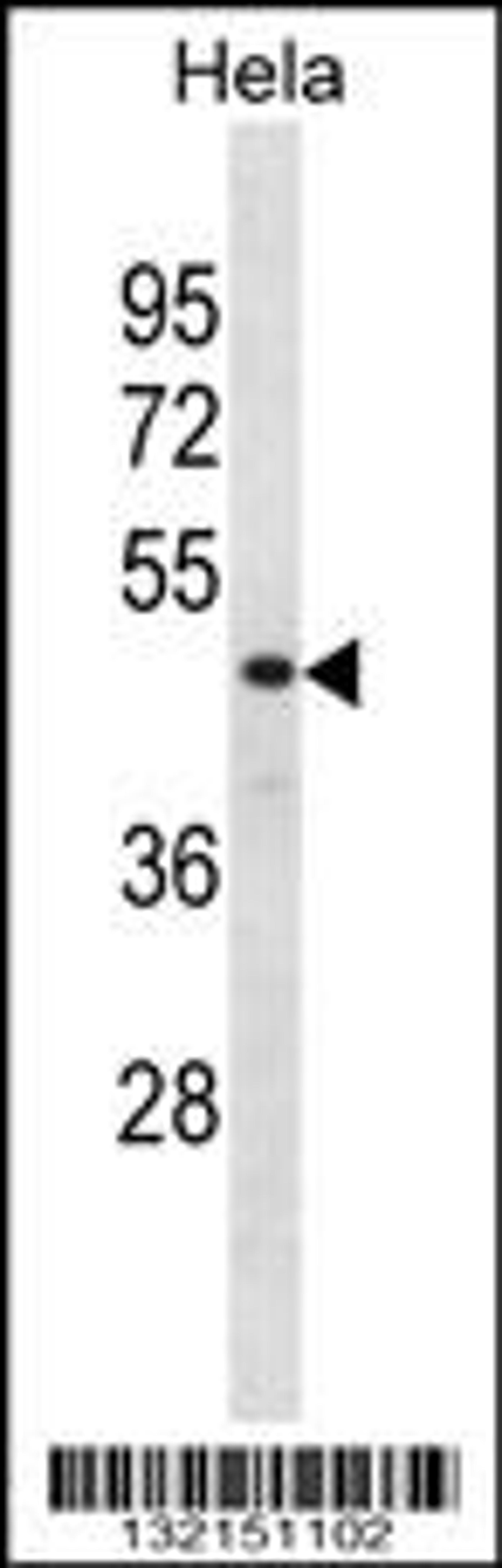 Western blot analysis in Hela cell line lysates (35ug/lane).