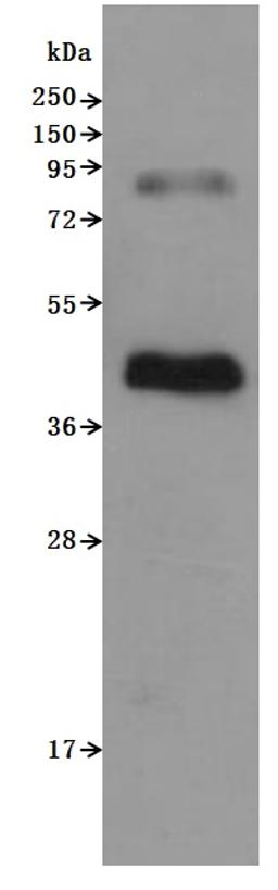 CSB-MP004845HU is detected by Mouse anti-6*His monoclonal antibody. The two bands respectively correspond to monomer, Homodimer.
