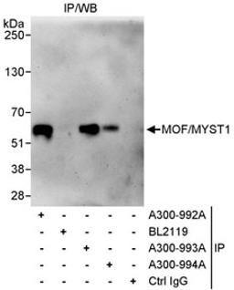 Detection of human MOF/MYST1 by western blot of immunoprecipitates.