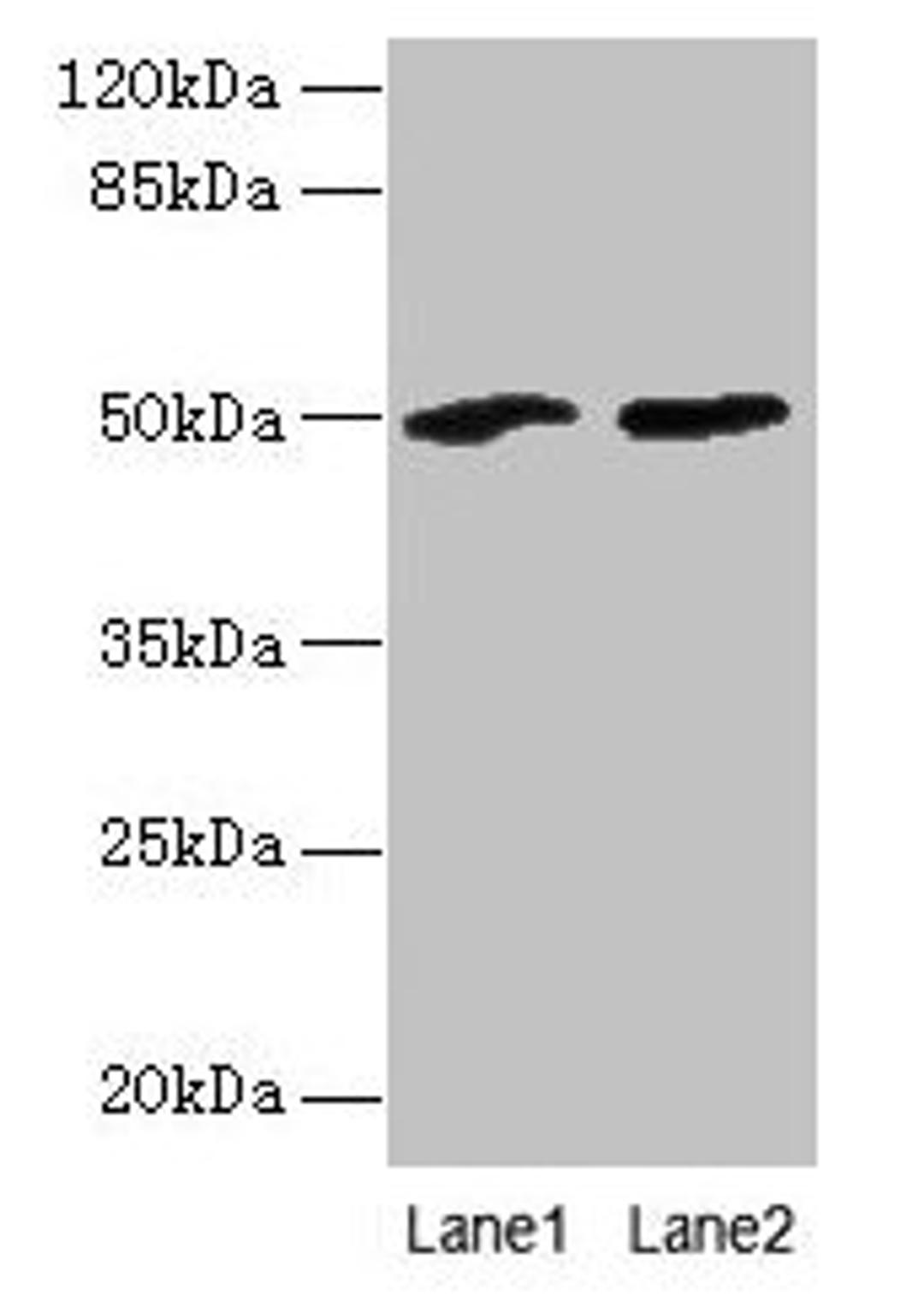 Western blot. All lanes: SPZ1 antibody at 4µg/ml. Lane 1: Mouse gonadal tissue. Lane 2: NIH/3T3 whole cell lysate. Secondary. Goat polyclonal to rabbit IgG at 1/10000 dilution. Predicted band size: 50 kDa. Observed band size: 50 kDa