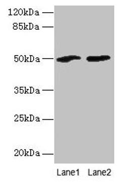 Western blot. All lanes: SPZ1 antibody at 4µg/ml. Lane 1: Mouse gonadal tissue. Lane 2: NIH/3T3 whole cell lysate. Secondary. Goat polyclonal to rabbit IgG at 1/10000 dilution. Predicted band size: 50 kDa. Observed band size: 50 kDa