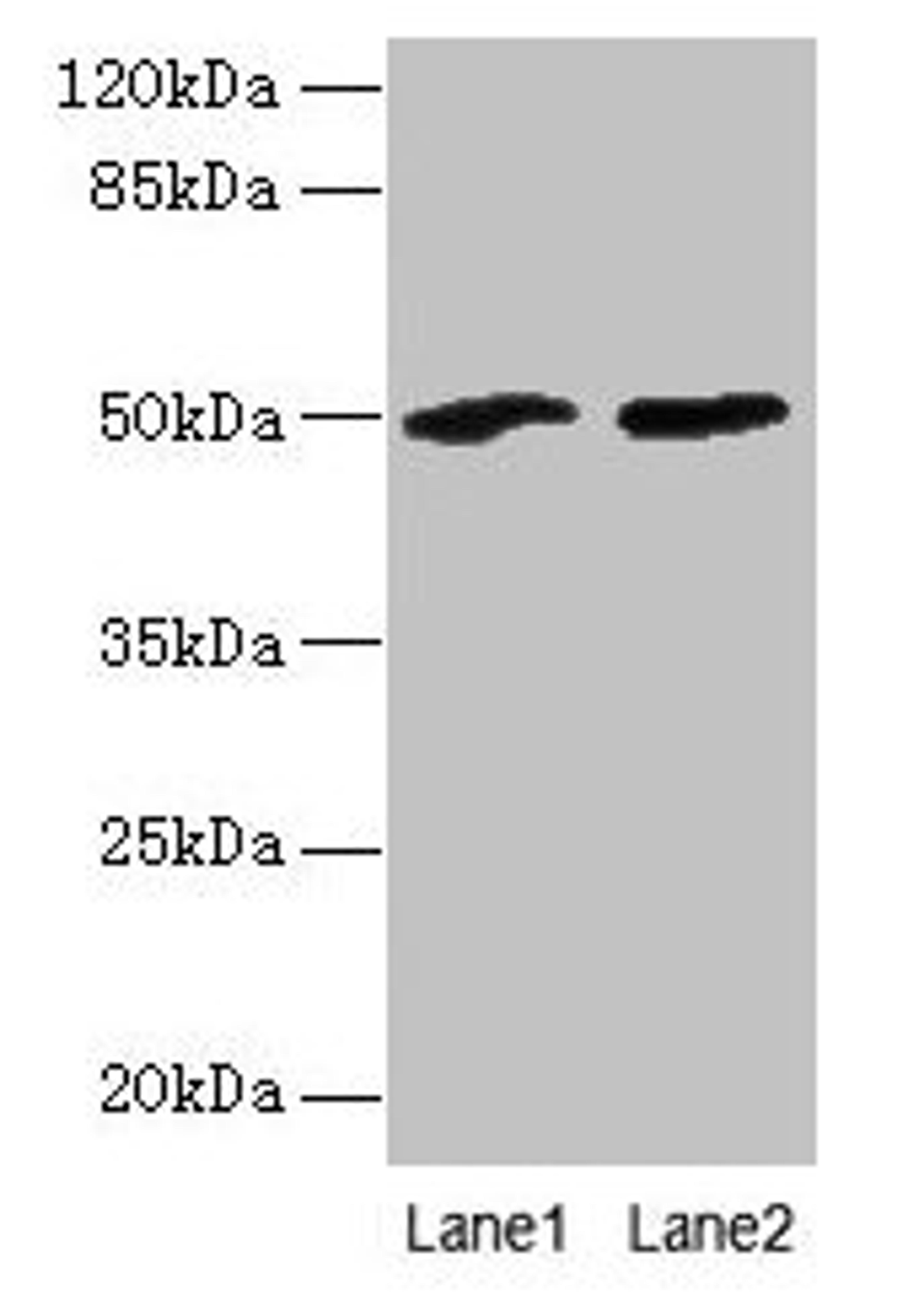 Western blot. All lanes: SPZ1 antibody at 4µg/ml. Lane 1: Mouse gonadal tissue. Lane 2: NIH/3T3 whole cell lysate. Secondary. Goat polyclonal to rabbit IgG at 1/10000 dilution. Predicted band size: 50 kDa. Observed band size: 50 kDa
