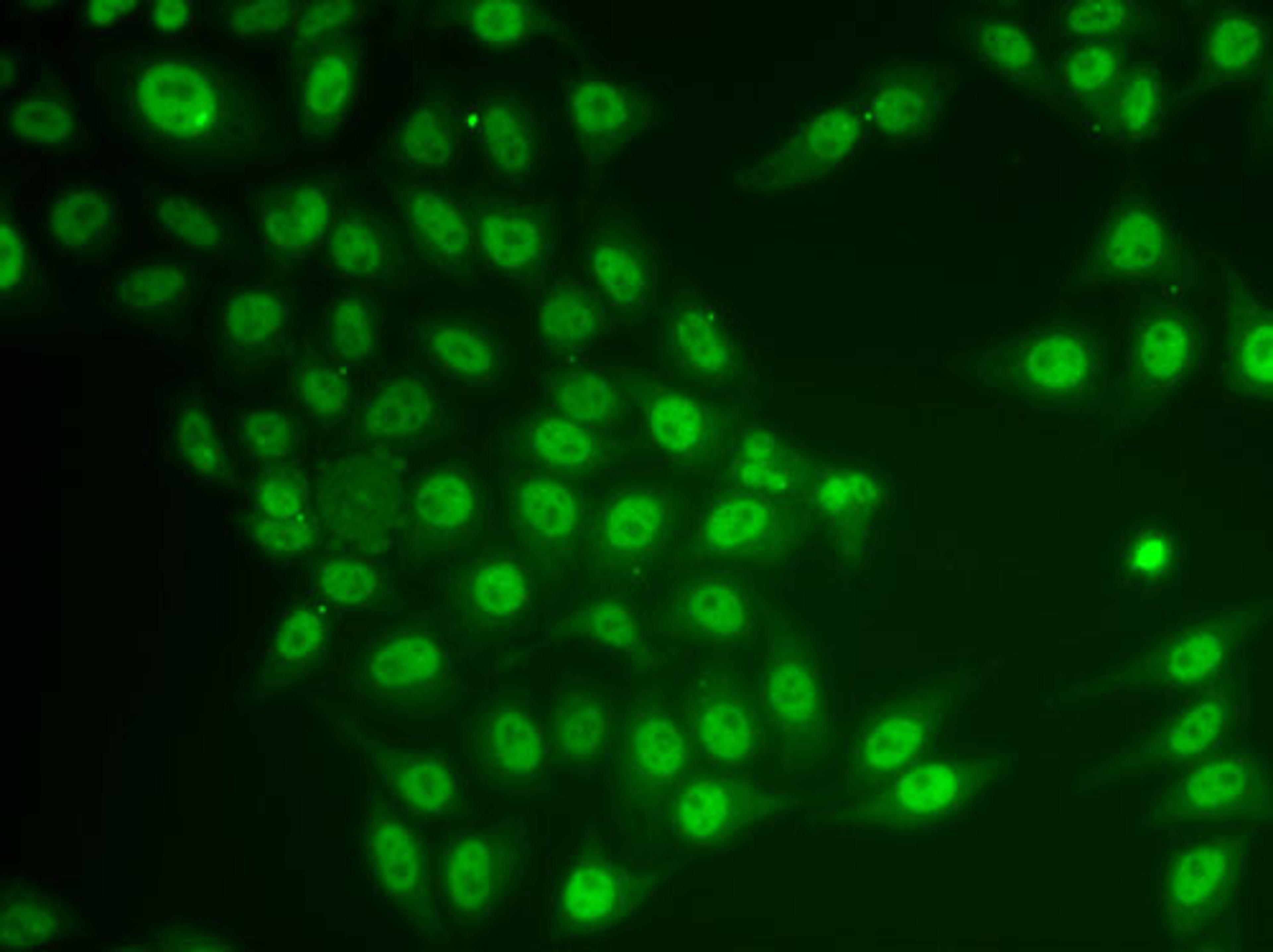 Immunofluorescence - CRY2 antibody (A13289)