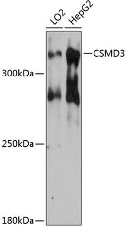 Western blot - CSMD3 antibody (A12199)