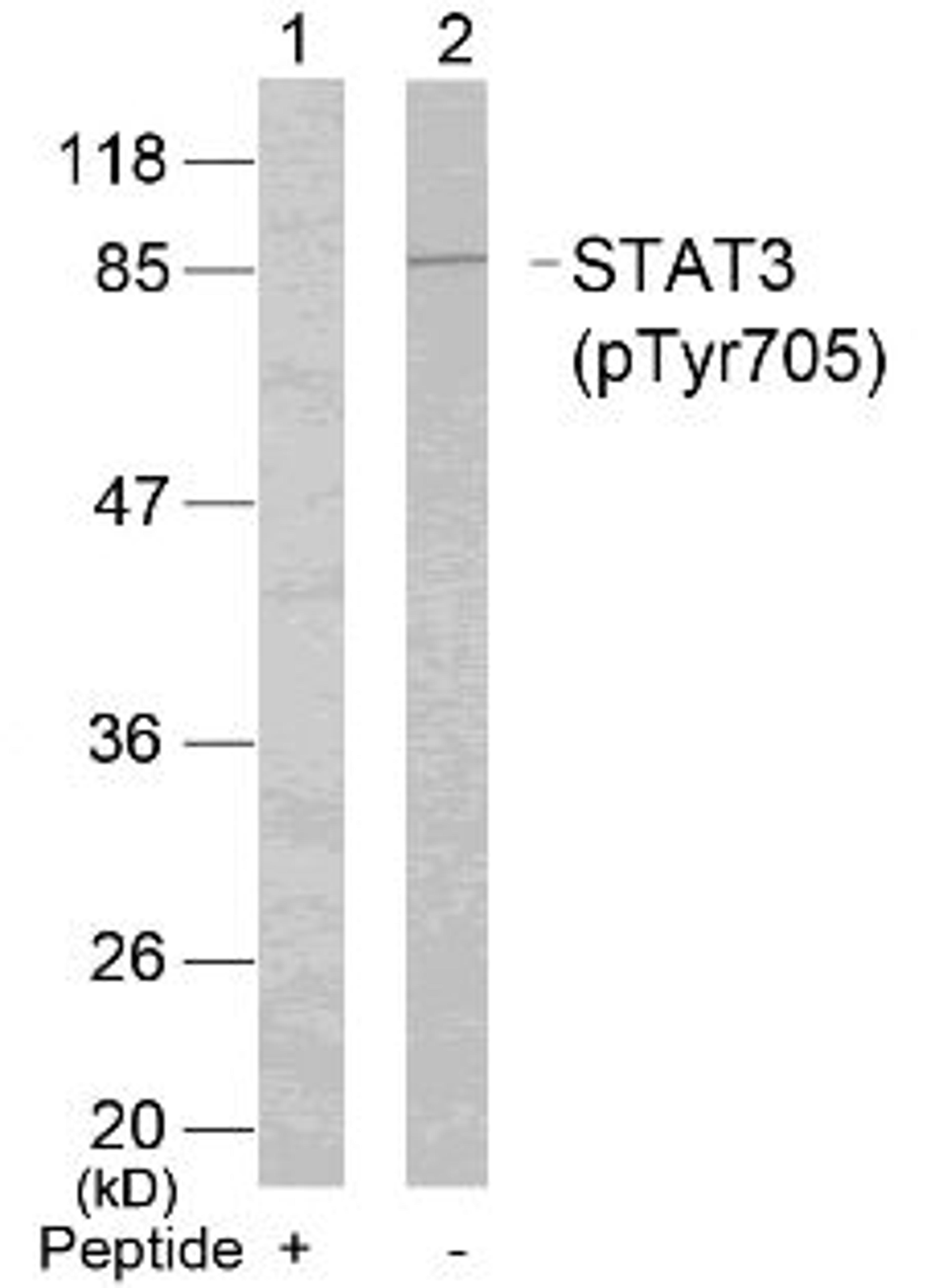 Western blot analysis of lysed extracts from HeLa cells using STAT3 (Phospho-Tyr705).