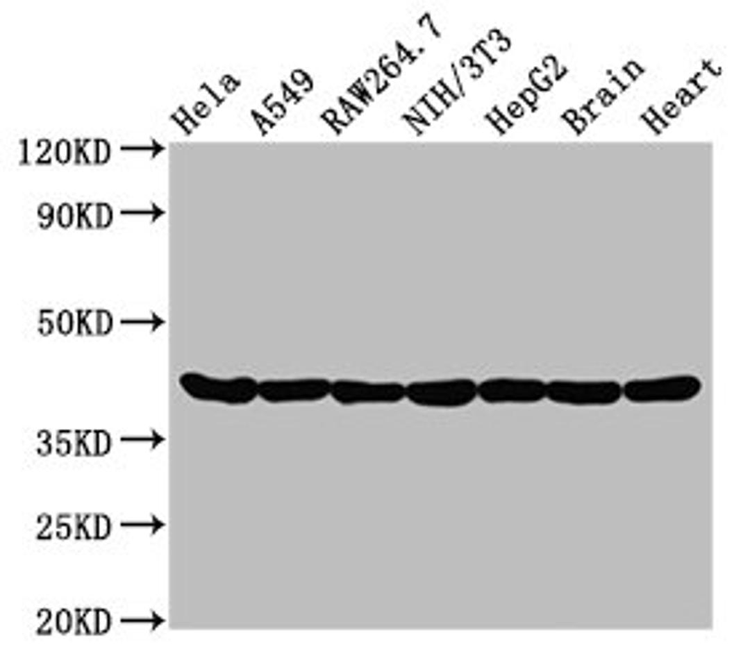 Western Blot. Positive WB detected in: Hela whole cell lysate, A549 whole cell lysate, Raw264.7 whole cell lysate, NIH/3T3 whole cell lysate, HepG2 whole cell lysate, Rat brain tissue, Rat heart tissue. All lanes: Actin antibody at 0.95μg/ml. Secondary. Goat polyclonal to rabbit IgG at 1/50000 dilution. Predicted band size: 42 KDa. Observed band size: 42 KDa. 