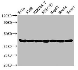 Western Blot. Positive WB detected in: Hela whole cell lysate, A549 whole cell lysate, Raw264.7 whole cell lysate, NIH/3T3 whole cell lysate, HepG2 whole cell lysate, Rat brain tissue, Rat heart tissue. All lanes: Actin antibody at 0.95μg/ml. Secondary. Goat polyclonal to rabbit IgG at 1/50000 dilution. Predicted band size: 42 KDa. Observed band size: 42 KDa. 