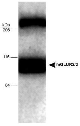 Western Blot: metabotropic Glutamate Receptor 2/3 Antibody [NB300-124] - Specificity of mGluR2/3 (NB 300-124) in rat tissue lysate.