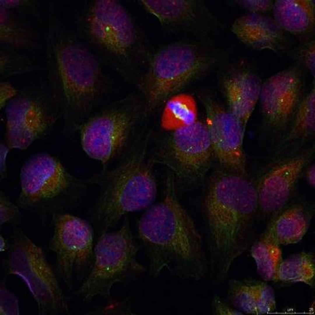 Immunocytochemistry/Immunofluorescence: NFkB p105/p50 [p Ser337] Antibody [NB100-82074] - Staining of methanol-fixed HeLa cells.