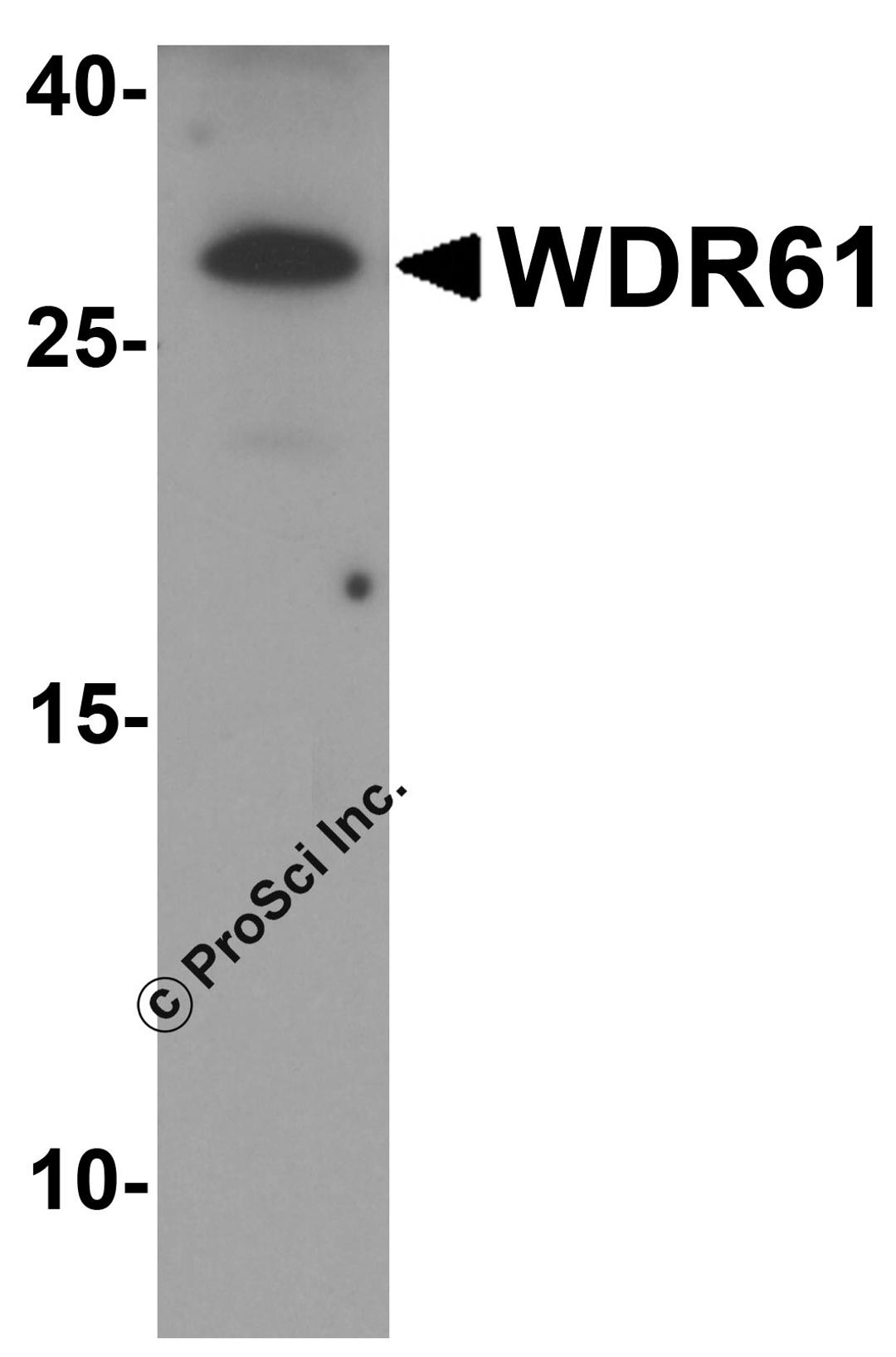 Western blot analysis of WDR61 in SK-N-SH cell lysate with WDR61 antibody at 1 μg/ml.