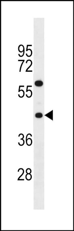 Western blot analysis in NCI-H292 cell line lysates (35ug/lane).