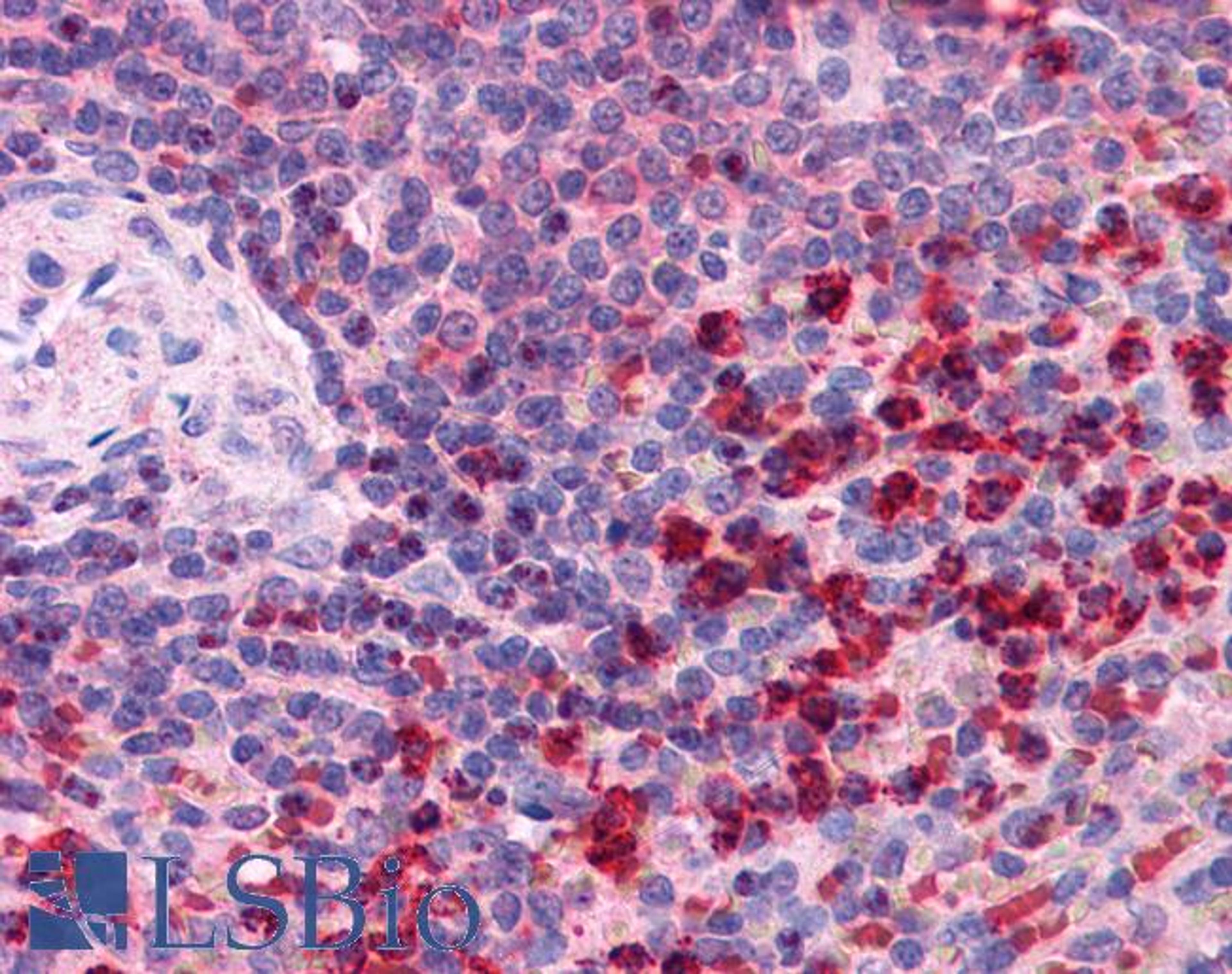 46-486 (2.5ug/ml) staining of paraffin embedded Human Spleen. Steamed antigen retrieval with citrate buffer pH 6, AP-staining.