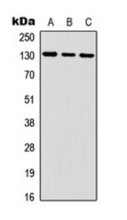 Western blot analysis of HEK293T (Lane 1), mouse brain (Lane 2) whole cell lysates using IL6ST antibody