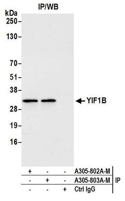 Detection of human YIF1B by WB of IP.