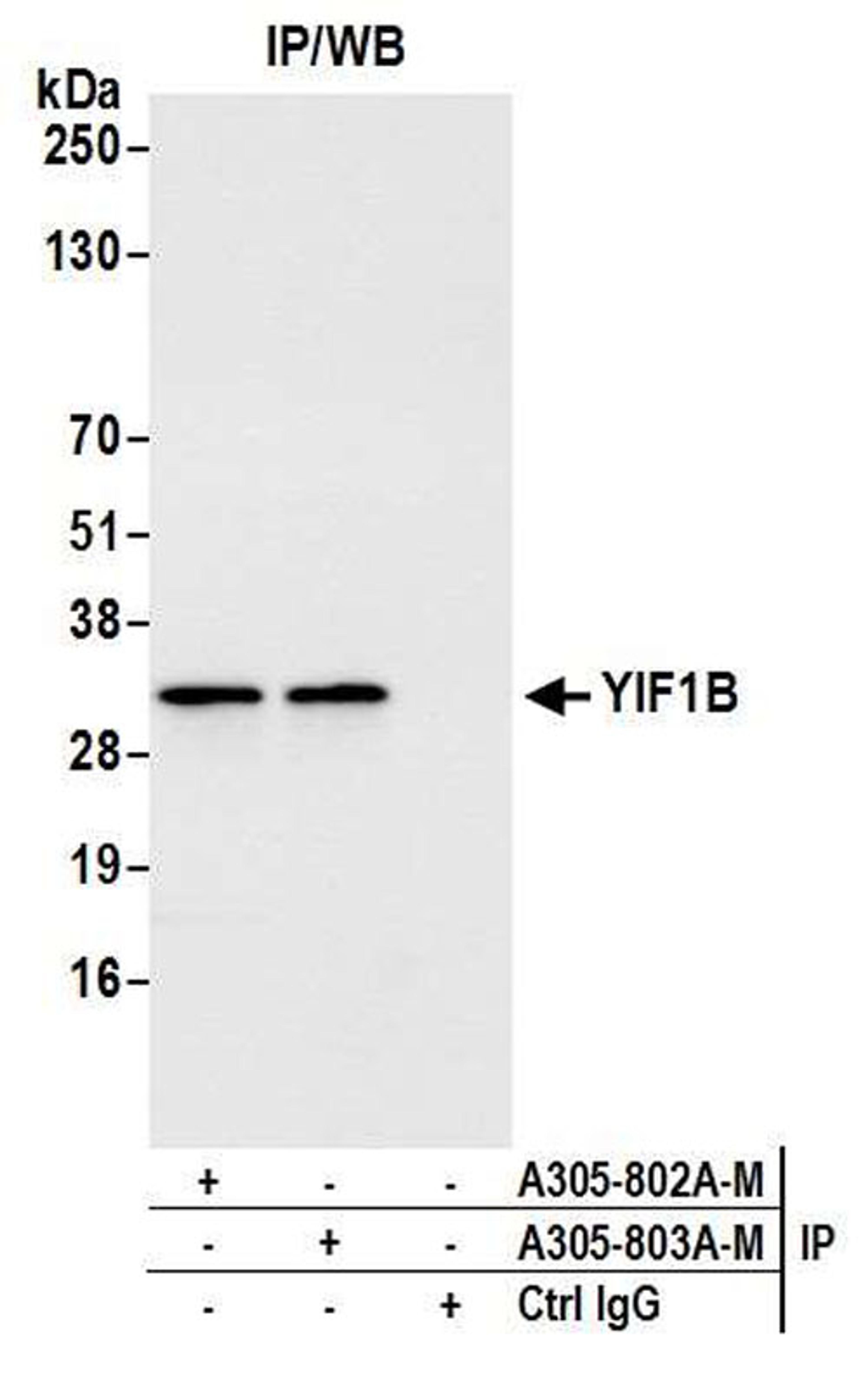 Detection of human YIF1B by WB of IP.