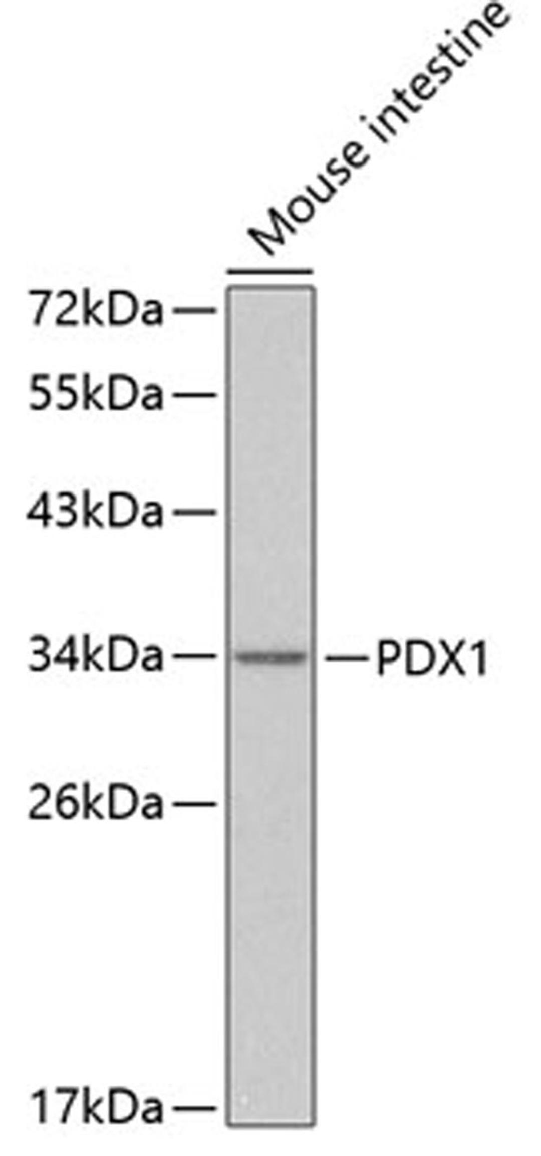 Western blot - PDX1 antibody (A3070)