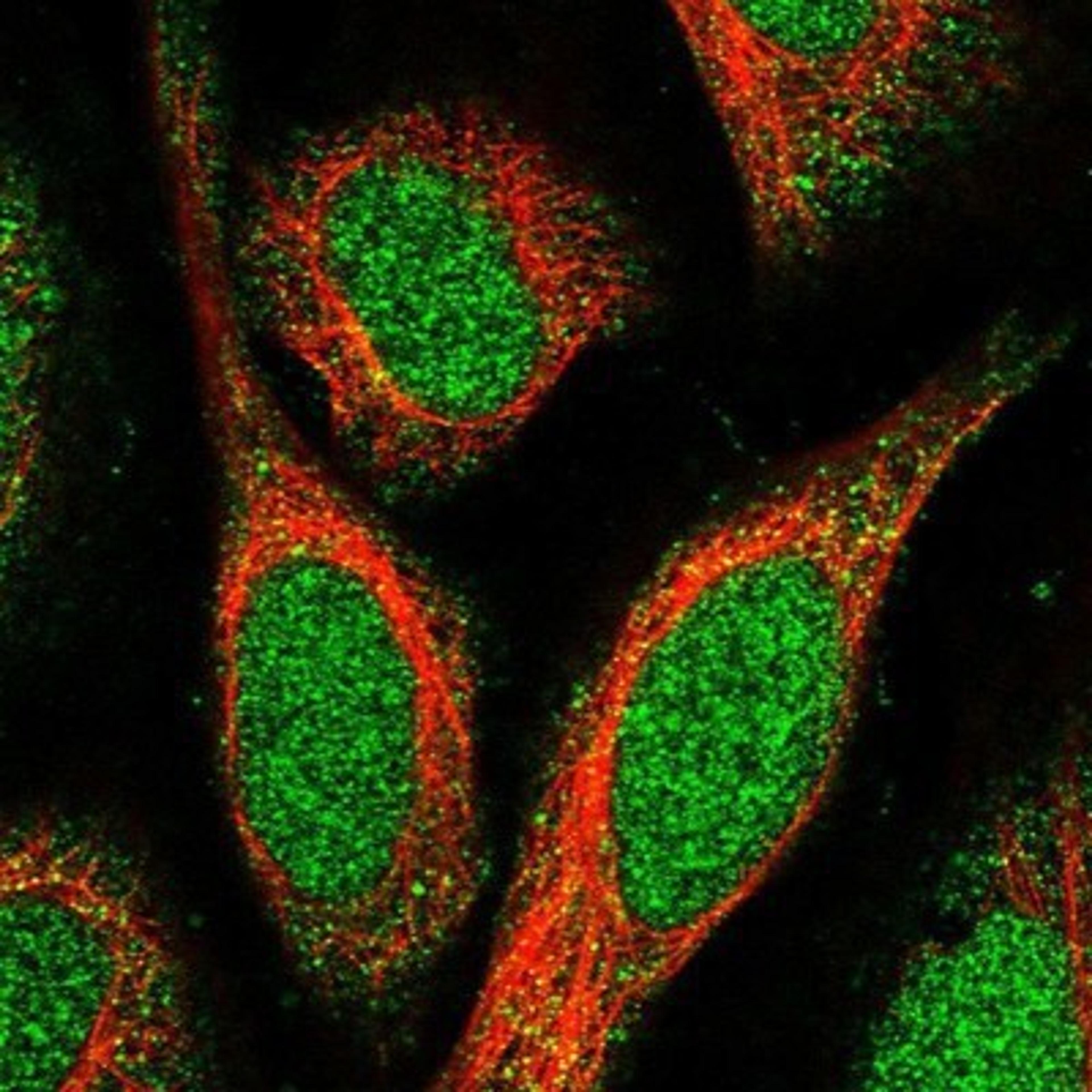 Immunocytochemistry/Immunofluorescence: SPATA24 Antibody [NBP1-92429] - Staining of human cell line U-2 OS shows positivity in nucleus & cytoplasm.