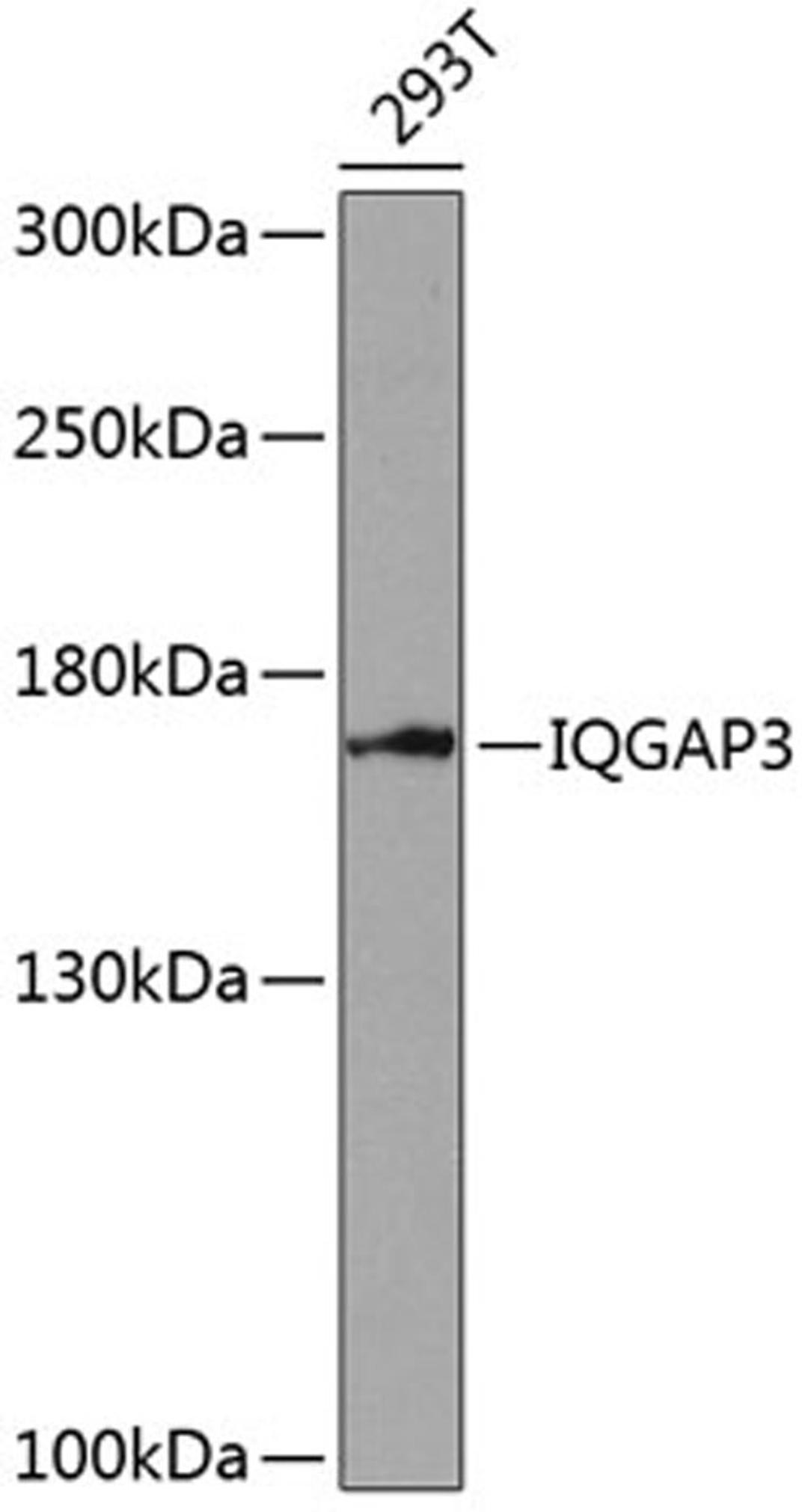 Western blot - IQGAP3 antibody (A14197)