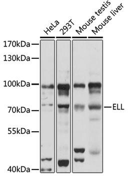 Western blot - ELL antibody (A16449)