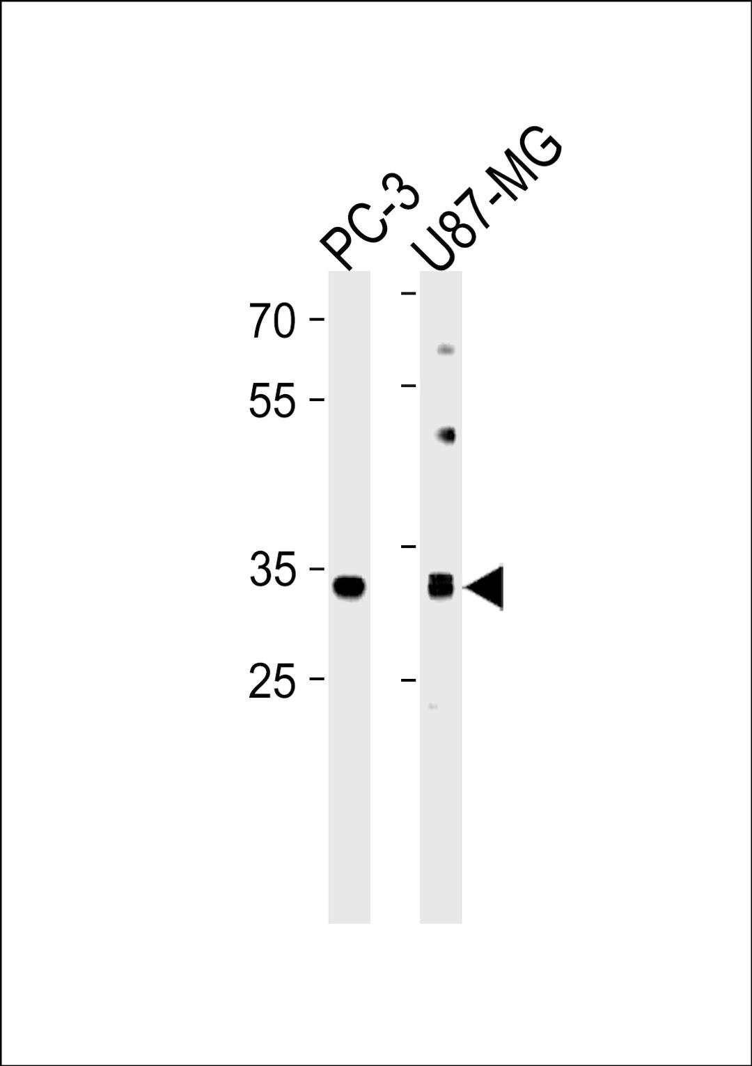 Western blot analysis in PC-3,U87-MG cell line lysates (35ug/lane).This demonstdetected the JUN protein (arrow).